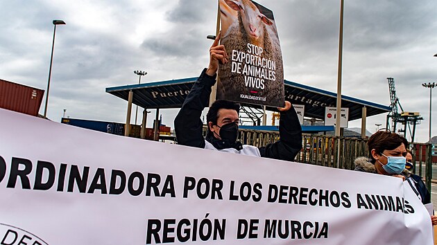 Lidé protestují proti surovému zacházení se zvířaty ve španělském přístavu Cartagena. Právě odtud země loďmi exportuje miliony kusů jatečních zvířat převážně na Blízký východ. (27. února 2021)