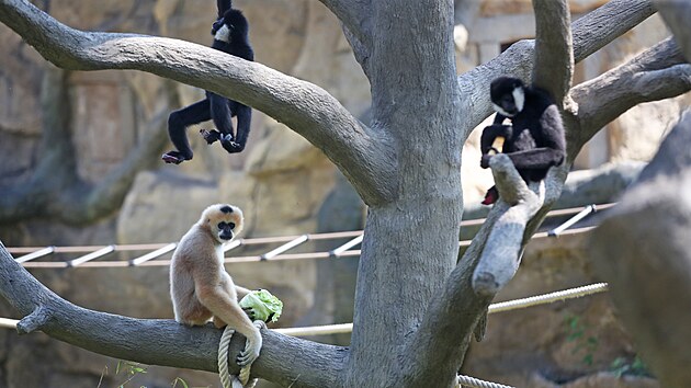 Ostravsk zoologick zahrada se pyn modernmi pavilony pro makaky a gibony. (15. srpna 2022)