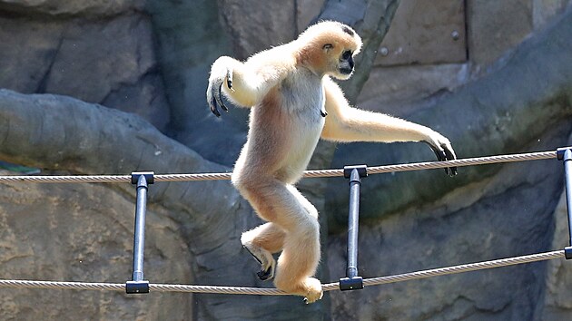 Ostravsk zoologick zahrada se pyn modernmi pavilony pro makaky a gibony. (15. srpna 2022)