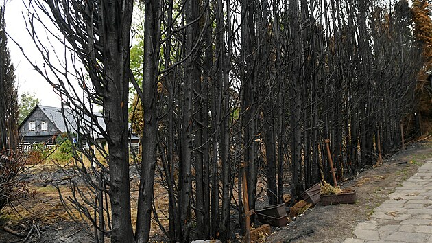 Ohořelé stromy v Mezné v Českém Švýcarsku, které zachvátil požár. (13. srpna 2022)