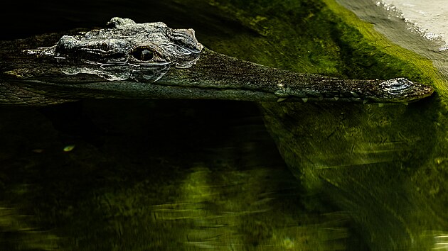 Dvoumetrov samice krokodla ttnatho v nov expozici pavilonu Vodnch svt v Safari Parku Dvr Krlov nad Labem (17.8.2022).