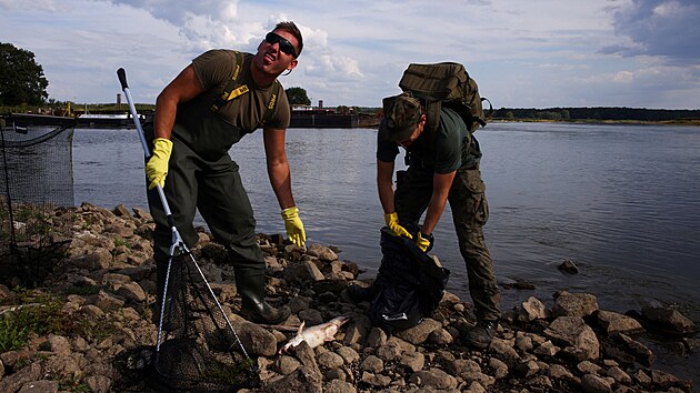 lenové polské armády sbírají leklé ryby z behu eky Odry na hranicích s...