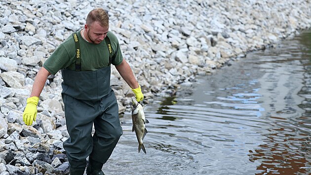 Za důvod úhynu ryb v polské části řeky Odra se považuje znečištění rtutí. (12. srpna 2022)
