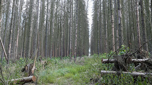 kovsk obora u Radnic na Rokycansku ukonuje svoji innost. (11. 8. 2022)