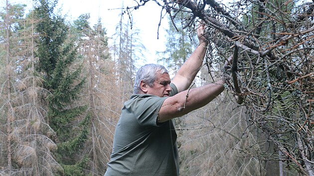 Jednatel firmy kovsk obora Ji Blaek ukazuje stromy napaden krovcem. (11. 8. 2022)