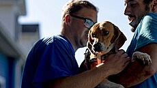 Ochránci zvíat se starají o psy zachránné z chovné stanice v Cumberlandu. (8....