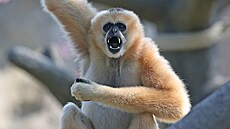 Ostravská zoologická zahrada se pyšní moderními pavilony pro makaky a gibony....