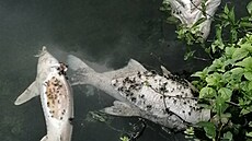 Rybáři našli na Dyji rovněž uhynulé jesetery. (14. srpna 2022)