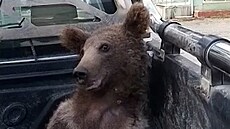 Medv�d se v Turecku �sjel� halucinogenním medem