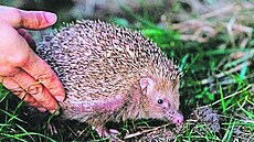 První je�ci u� nacházejí své krátkodobé domovy.