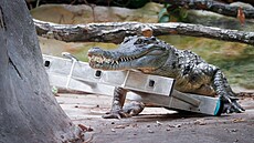 Sthování krokodýla títnatého ve dvorském Safariparku do pavilonu Vodních...
