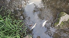 V ece Vláe uhynuly ryby poté, co vodu kontaminovaly splaky (11. srpna 2022)