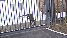 Zmatený klokan se snail proskoit branou ruské ambasády v australské Canbee....