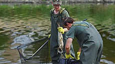 Členové polské armády sbírají leklé ryby z břehu řeky Odry na hranicích s...
