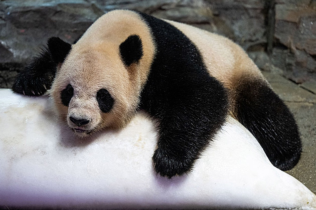 Fotbalisté se na MS nedostali, Číňané pošlou do Kataru alespoň pandy