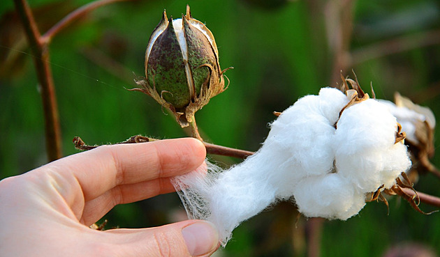 Extrémní počasí ničí producenty bavlny. Hrozí zdražování oblečení i papíru