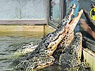 Krmení krokodýl je záitek