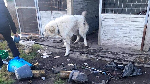 Chovn pes na etzu na archivnm snmku z problmovho chovu zvat v Kiovatce na Chebsku.