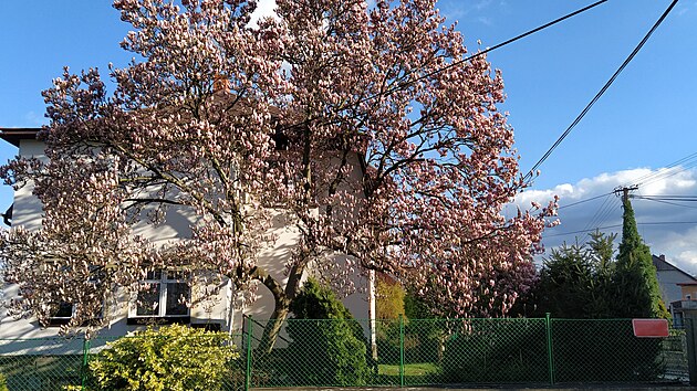 Letit magnolie tu kad jaro dl radost u od dostavby domu, tedy od roku 1923.