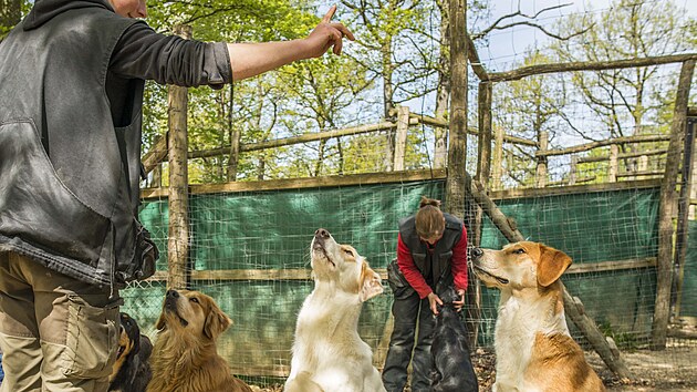 Vdci experiment provedli s devti vlky a esti psy ve vdeskm Wolf Science Center.