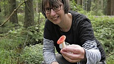 Tuto ne! Holubinku vrhavku lze najít v lesích Vyso�iny �asto, do ko�íku v�ak...