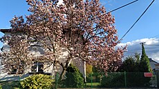 Letitá magnolie tu kadé jaro dlá radost u od dostavby domu, tedy od roku...
