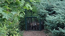 Jedenáct divoák v odchytové kleci na Severní Terase v Ústí nad Labem.