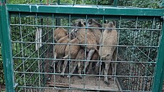 Jedenáct divoák v odchytové kleci na Severní Terase v Ústí nad Labem.