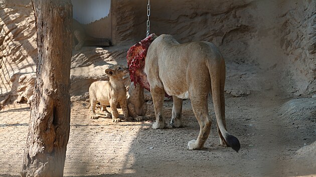 V plzesk zoo poktili leton mlata lva berberskho. Trojata dostala arabsk jmna. (30. 8. 2022)