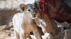 V plzeňské zoo pokřtili letošní mláďata lva berberského. Trojčata dostala...