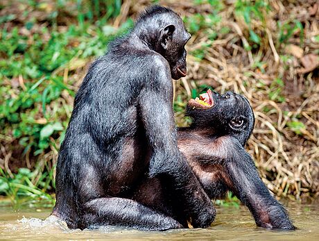 impanzi bonobo jsou vyhláení milovníci. Samice se zvládnou páit a...