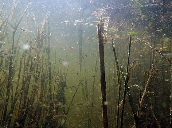 Sinice ve vodách pehrady Skalka pod vyhlídkou Egerwarte.