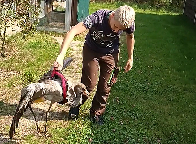 VIDEO: Zraněné mládě jeřába se učí znovu chodit pomocí psích kšírů