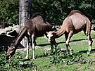 Amir a Farai se raduj z novho vbhu. Nvtvnci zoo na Svatm Kopeku je...