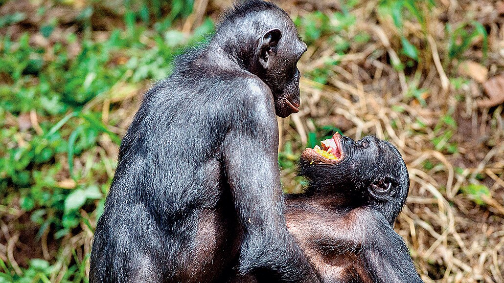 Šimpanzi bonobo jsou vyhlášení milovníci. Samice se zvládnou pářit až...