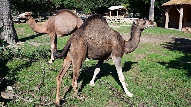 Amir a Farai se raduj� z nov�ho v�b�hu. N�v�t�vn�ci zoo na Svat�m Kope�ku je uvid� v sousedstv� Safari Afrika,