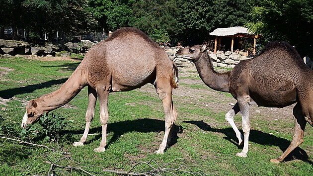 Amir a Farai se raduj� z nov�ho v�b�hu. N�v�t�vn�ci zoo na Svat�m Kope�ku je uvid� v sousedstv� Safari Afrika,