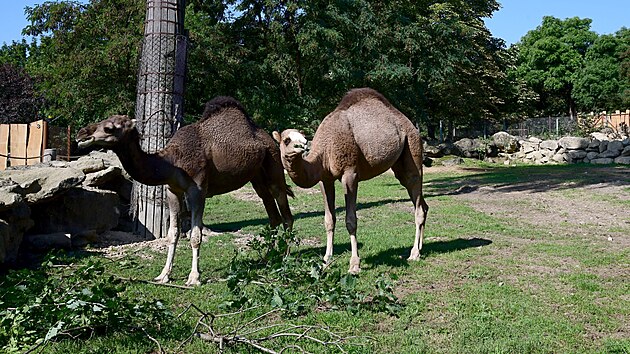 Amir a Farai se raduj� z nov�ho v�b�hu. N�v�t�vn�ci zoo na Svat�m Kope�ku je uvid� v sousedstv� Safari Afrika,