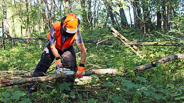 Dřevorubci začali prořezávat les ve východních Krkonoších, aby tam v budoucnu mohl žít motýl jasoň červenooký. (2. 9. 2022)