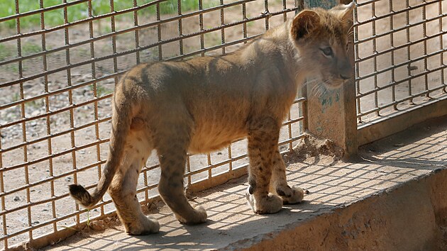 Plzesk zoo pedstavila veejnosti trojici mlat lva berberskho, kter pila na svt letos v kvtnu. Dv samiky a jeden samec dostali arabsk jmna. (30. 8. 2022)