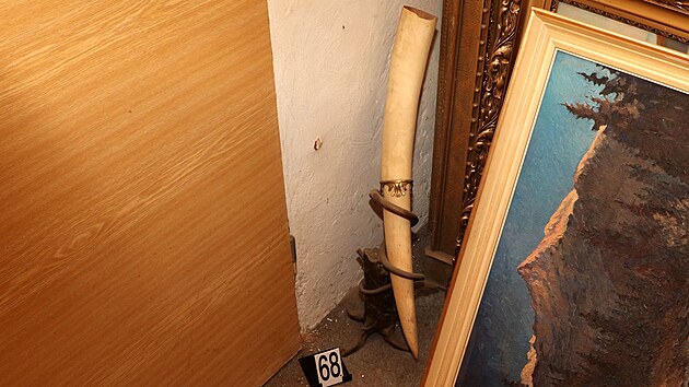 Celn�ci zabavili v plze�sk�m staro�itnictv� dva slon� kly a dal�� artefakty ze slonoviny bez pot�ebn�ch doklad�.