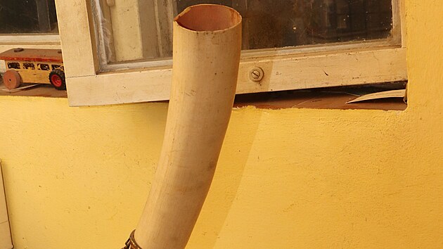 Celn�ci zabavili v plze�sk�m staro�itnictv� dva slon� kly a dal�� artefakty ze slonoviny bez pot�ebn�ch doklad�.