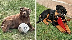 Nejroztomilejí mazlíci msíce srpna