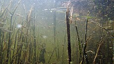 Sinice ve vodách p�ehrady Skalka pod vyhlídkou Egerwarte.