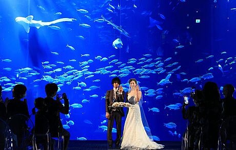 Svatební obad v akváriu ikoku ve mst Utazu v prefektue Kagawa. Sále více...