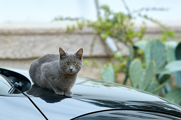Kyperské kočky zabíjí koronavirus, dostanou zbylé lidské vakcíny proti covidu