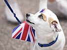 Pes ozdobený vlajkou ped hradem Windsor v Anglii. (10. záí 2022)
