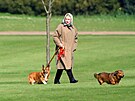 Královna Albta II. vení své psy na hrad ve Windsoru. (2. dubna 1994)