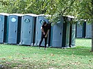 V parcích v okolí Buckinghamského paláce byly instalovány stovky penosných...