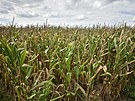 Kukuice na polch na Zlnsku, Kromsku a Uherskohradisku zasych, nemla...